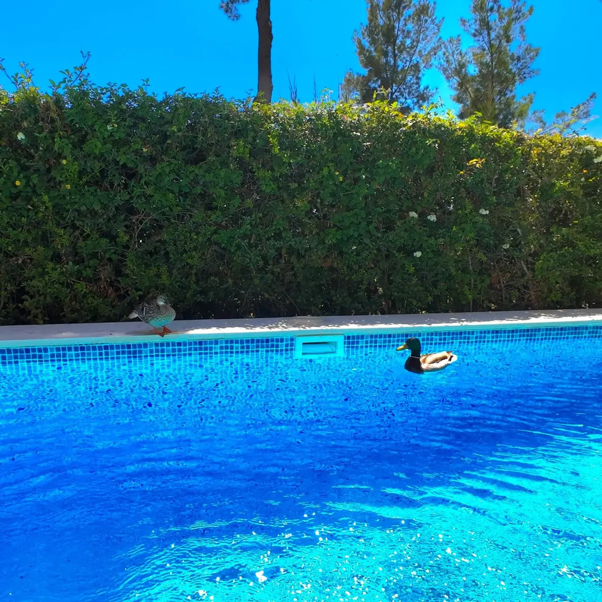 Detached Villa in Estepona
